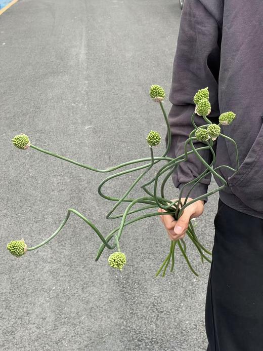 日本进口弯葱花5支 商品图11