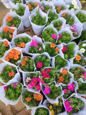 【绿植现货】重瓣太阳花15（现货，下单即可到店自提）