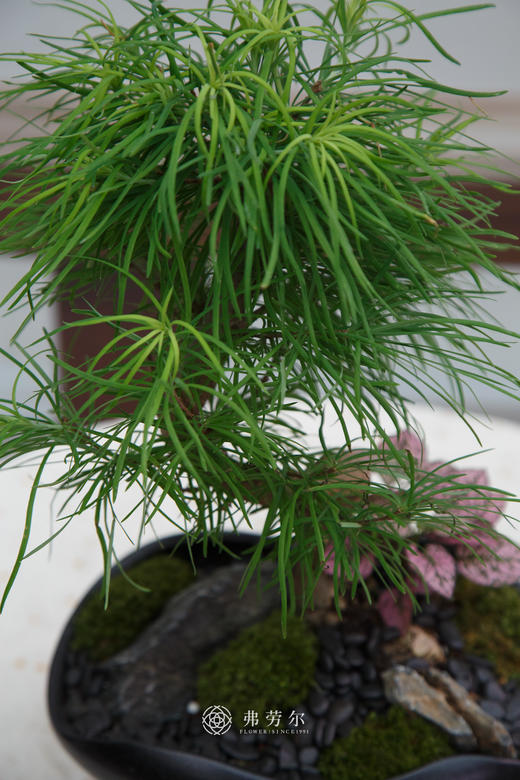 金钱松 商品图2