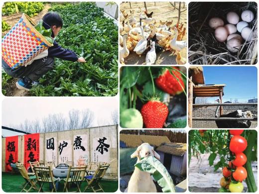 【3H公益时长】好事花生+秋收课堂-收花生喽+自然美育-花生酥+创意课堂-趣味花生壳+环保课堂-种子炸弹！ 商品图4