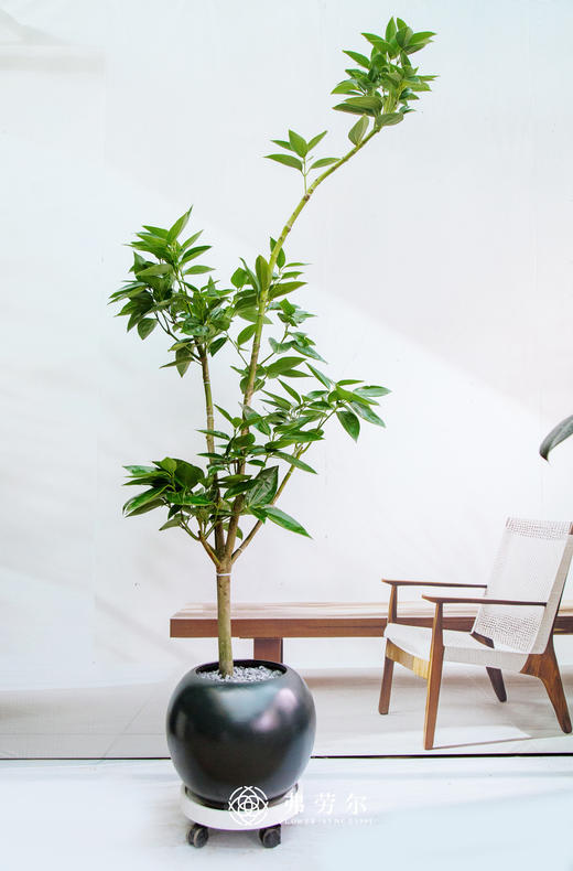 落地平安树 商品图0