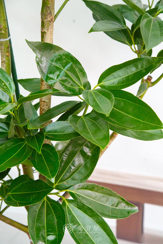 落地平安树 商品图2