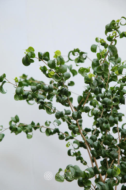 落地卷福 商品图1