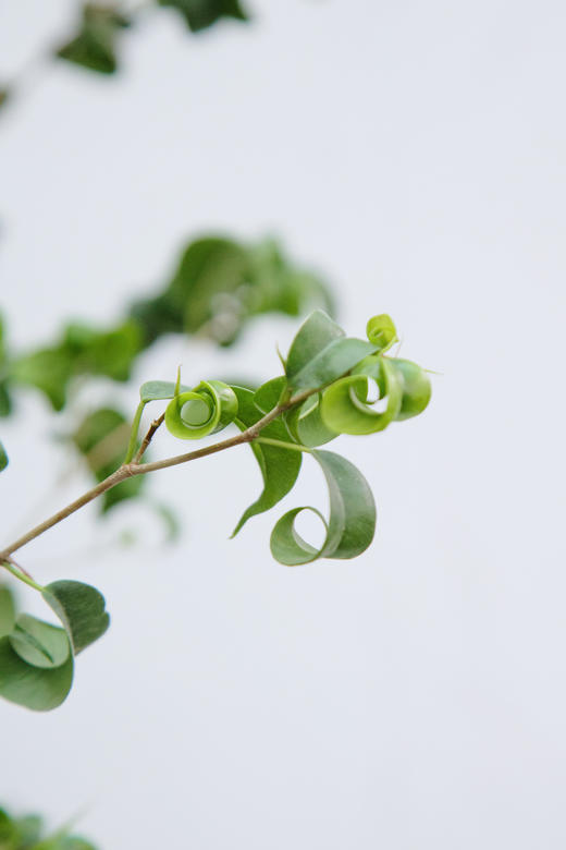 落地卷福 商品图2