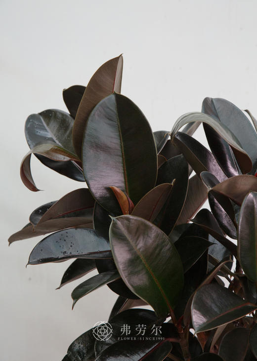 台面黑金刚 商品图1