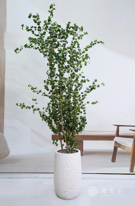 落地卷福 商品图0