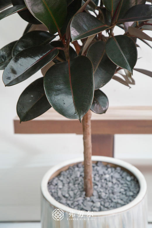 台面黑金刚 商品图2