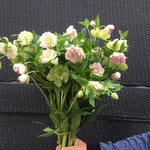 重瓣菟葵.粉色 商品图2