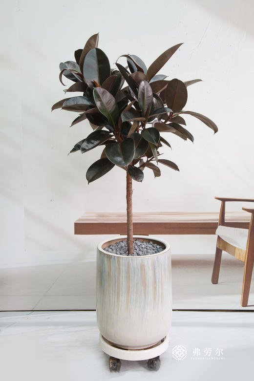 台面黑金刚 商品图0