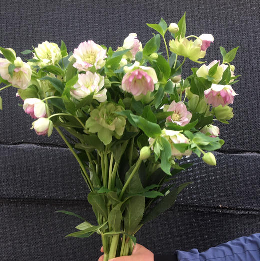 重瓣菟葵.粉色 商品图1