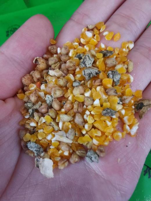 惊奇森林玉米荷叶茶 商品图11