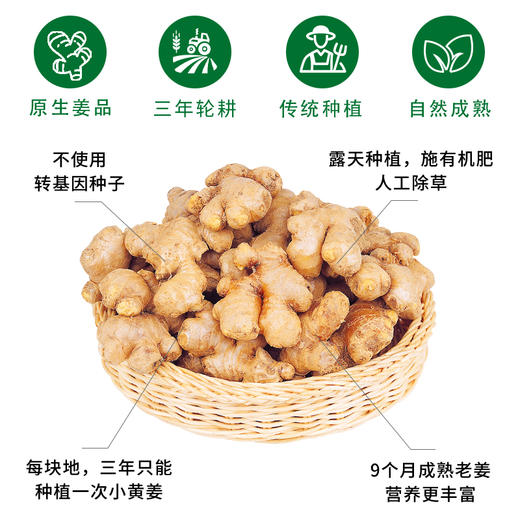 【养生臻选】云南有机小黄姜粉 有机产品认证 云南罗平主产区坡地种植 纯姜片打粉 粉质细腻 商品图6