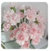 鲜花-樱花粉单头康乃馨1*1支（18+2支防损） 商品缩略图0