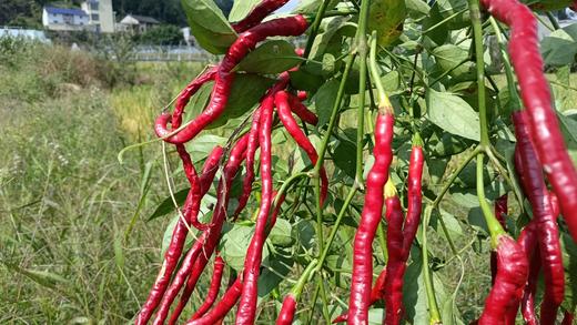 贵州 安顺 生态糟辣椒 商品图2