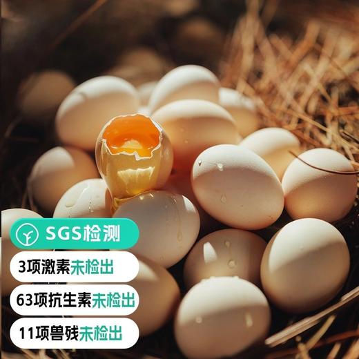 江西泰和乌鸡（400天日龄母鸡）顺丰快递 商品图8