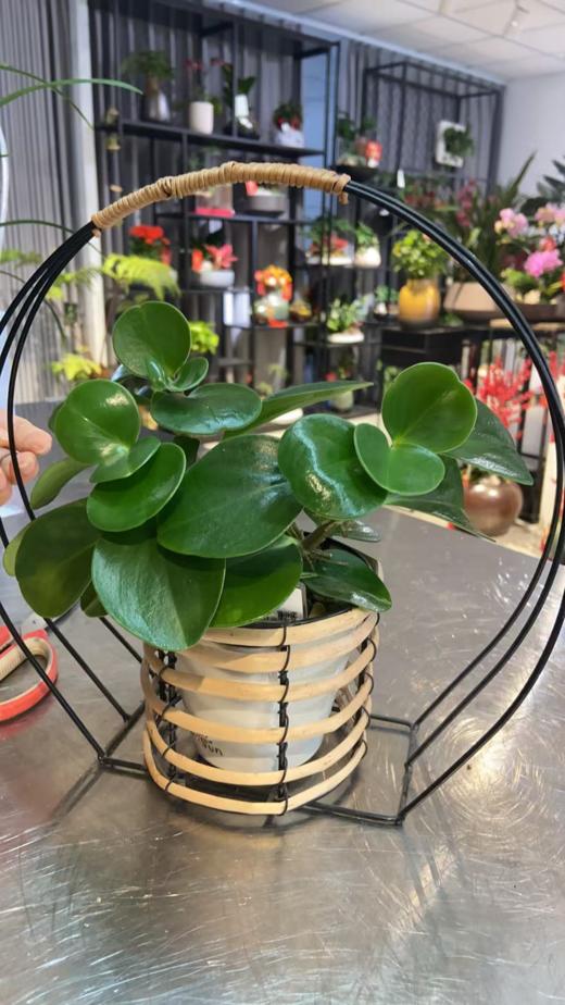 碧玉/LZX68 商品图0