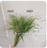 鲜花-喷泉草1*1扎（10支） 商品缩略图0
