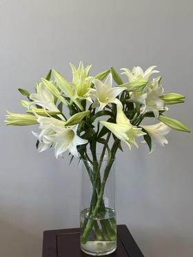 日本进口小众花材Hinomoto铁炮多头百合