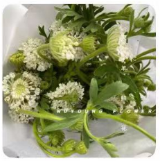 鲜花-翠珠1*1扎（8-9支）