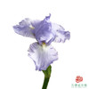 德国鸢尾-浅蓝 1枝 商品缩略图0