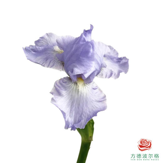 德国鸢尾-浅蓝 1枝 商品图0
