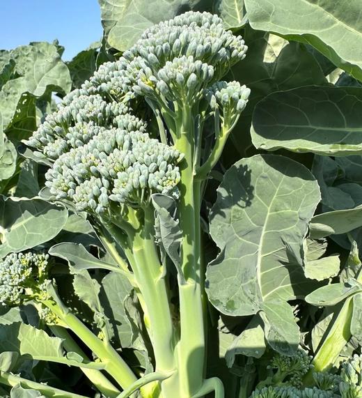 甜杆西兰苔  | 蔬果 商品图0