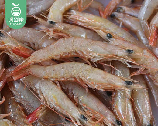 本港海捕冰鲜沙虾（薄壳）/1份（12-15只，共约250g） 商品图1