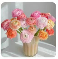 鲜花-多色洋牡丹1*1扎