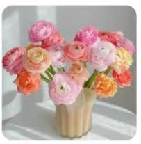鲜花-多色洋牡丹1*1扎 商品图0