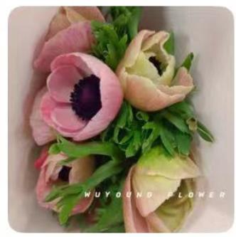 鲜花-银莲花1*1扎（10支） 商品图0