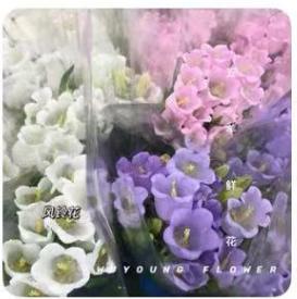 鲜花-风铃花1*1扎（6-7支） 商品图0