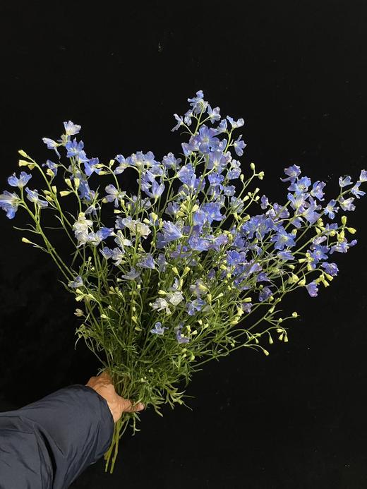 日本进口小飞燕鲜切花 商品图9