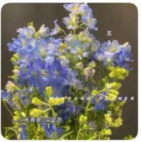 鲜花-小飞燕草1*1扎（10支）