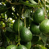 秘鲁牛油果 单果160g/3只装480g  | 进口水果 商品缩略图1