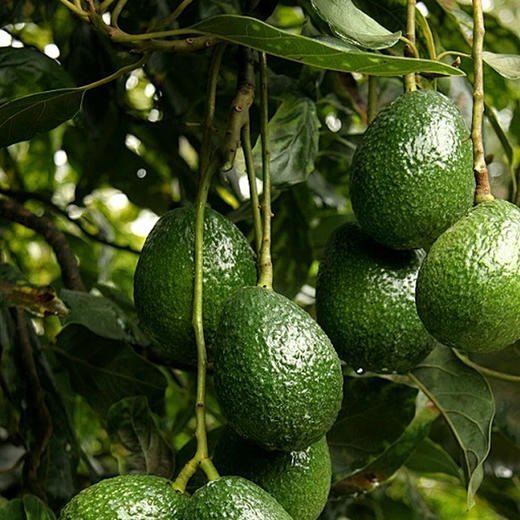 秘鲁牛油果 单果160g/3只装480g  | 进口水果 商品图1