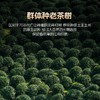 2026年新茶上市【龙字听】卢正浩龙字听罐西湖龙井明前特级茶叶自己喝50g 商品缩略图1