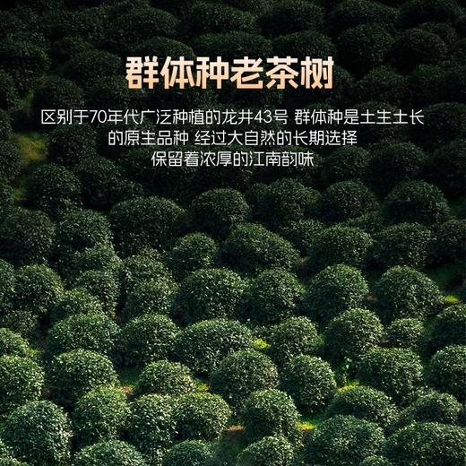 2026年新茶上市【龙字听】卢正浩龙字听罐西湖龙井明前特级茶叶自己喝50g 商品图1