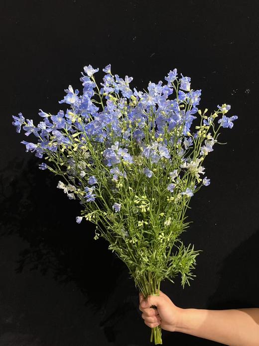 日本进口小飞燕鲜切花 商品图14