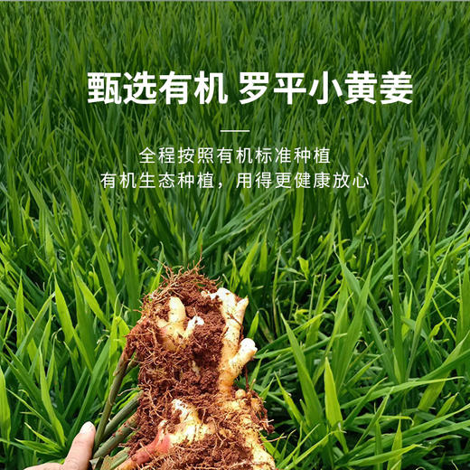 【养生臻选】云南有机小黄姜粉 有机产品认证 云南罗平主产区坡地种植 纯姜片打粉 粉质细腻 商品图4