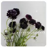 鲜花-暗黑松虫草1*1扎（10支） 商品图0