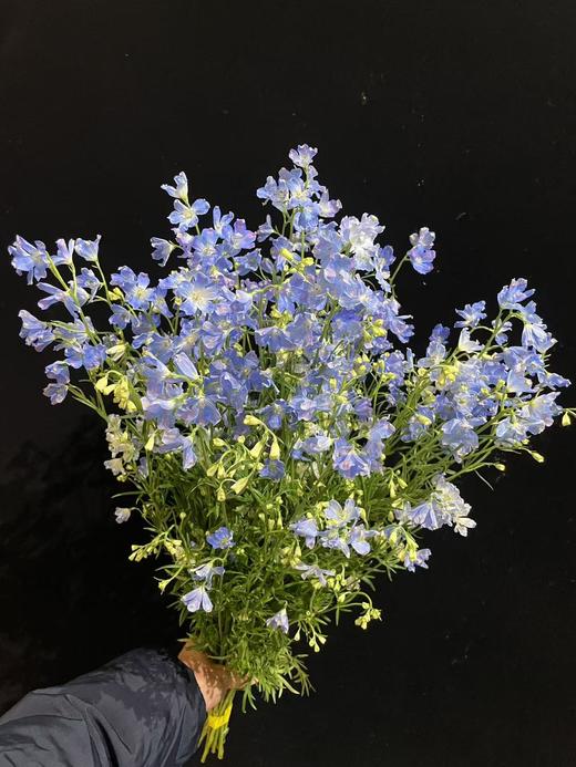 日本进口小飞燕鲜切花 商品图10