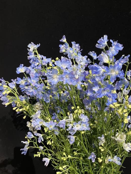 日本进口小飞燕鲜切花 商品图13