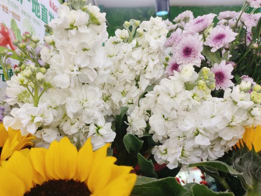 白色紫罗5枝 商品图0