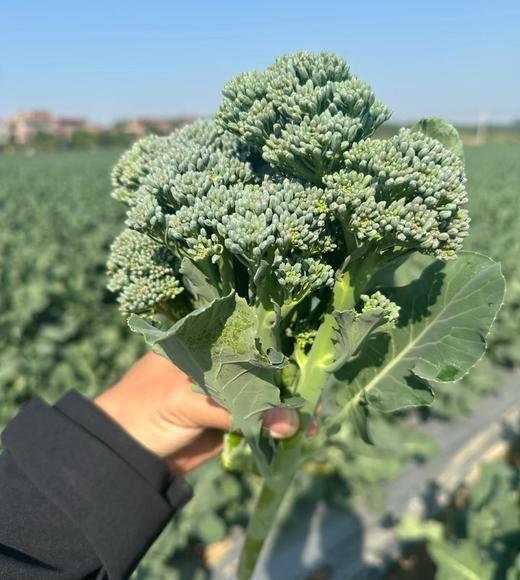 甜杆西兰苔  | 蔬果 商品图1