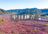 平谷桃花B线-丫髻山｜人间最美四月天-春风十里看桃花の近畿福地丫髻山 商品缩略图0
