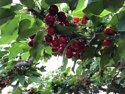 【大连美早樱桃】顺丰空运✈️当季成熟抢先下枝，⁬带来新鲜脆甜好滋味🥰 果肉超厚实，果味浓郁  咬上一口，⁭一口爆香甜果汁伴随爽脆果肉 🍒新鲜采摘超过远渡重洋车厘子，大连瓦房店核心产区，⁮自然成熟 商品图2