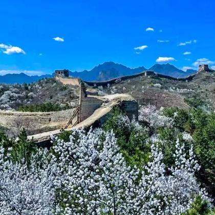 周末1天【蟠龙山长城】气吞山河之势的残缺之美の漫山遍野的山杏花盛放 商品图3