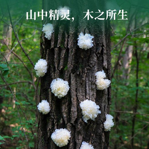 云南干椴木小银耳 朵型饱满   肉厚耳白  出胶浓郁  自然晾晒  滑润爽口泡发快  泡发后不软不烂 弹性十足 人工挑选 吃的更放心 商品图2