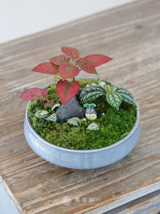 苔藓组合盆栽 商品图0