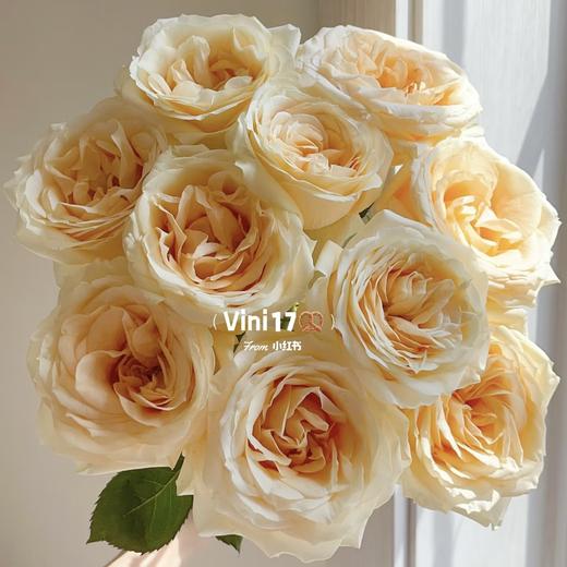 【山岚褶皱】玫瑰-雪山-单色随机40cm 10枝   | 新客福利 商品图3